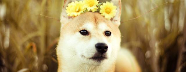 無料壁紙 柴犬を撮影した可愛い写真画像まとめ 豆柴 花 桜