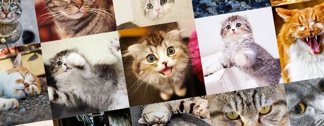フリー写真素材 猫の可愛い画像まとめ 猫カフェ 黒猫 肉球 あくび Switchbox