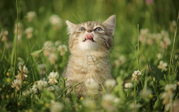 05.クローバー畑の中の舌を出した猫の可愛い写真壁紙画像
