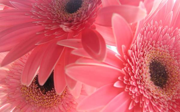 無料壁紙 ガーベラの花の可愛い写真画像まとめ ピンク オレンジ 紫色 Switchbox 無料壁紙 ガーベラの花の可愛い写真画像まとめ ピンク オレンジ 紫色 Switchbox