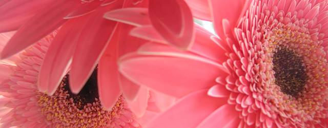 無料壁紙 ガーベラの花の可愛い写真画像まとめ ピンク オレンジ 紫色 Switchbox