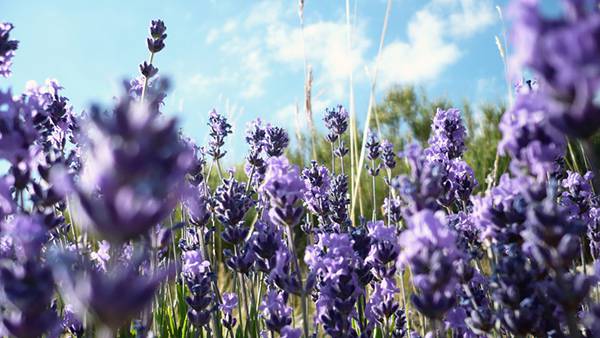 01.綺麗な紫色のラベンダーの花を撮影した写真壁紙画像