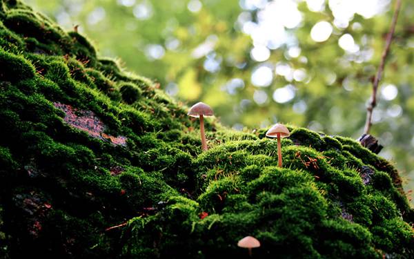 01.苔の中に生える小さなきのこを撮影した綺麗な写真壁紙画像