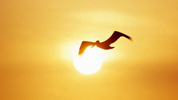 11.夕日と重なったペリカンのシルエットを撮影した美しい写真壁紙画像