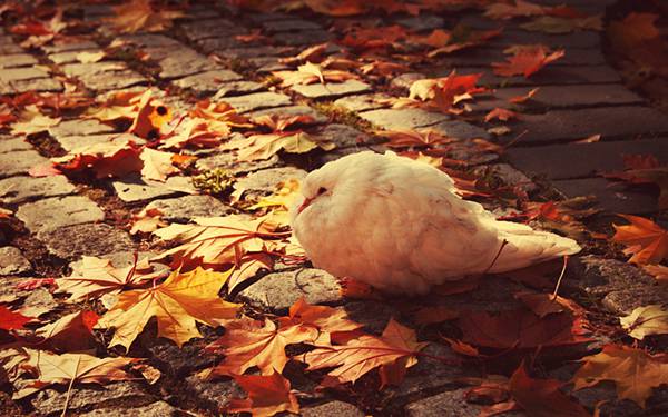 08.落ち葉とふわふわの羽根のハトを撮影した綺麗な写真壁紙画像