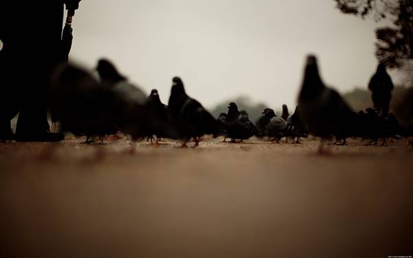 10.鳩の群れをローアングルで撮影したカッコイイ写真壁紙画像