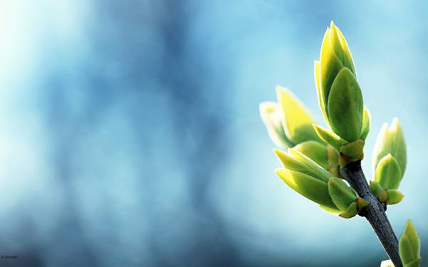 03.植物の葉を青いボケ背景で撮影した美しい写真壁紙画像