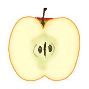 リンゴの断面のイラスト