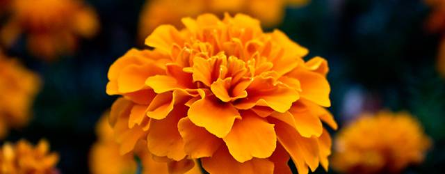 無料壁紙 マリーゴールドの花を撮影した綺麗な写真画像まとめ オレンジ 黄色 Switchbox