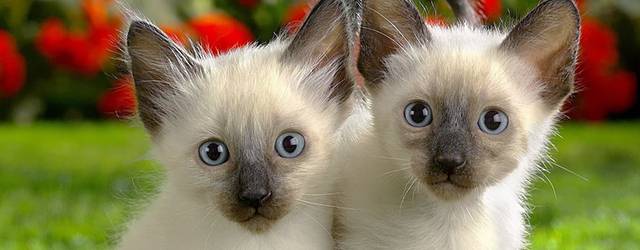 無料壁紙 シャム猫を撮影した可愛い写真画像まとめ 双子 瞳 首輪 Switchbox