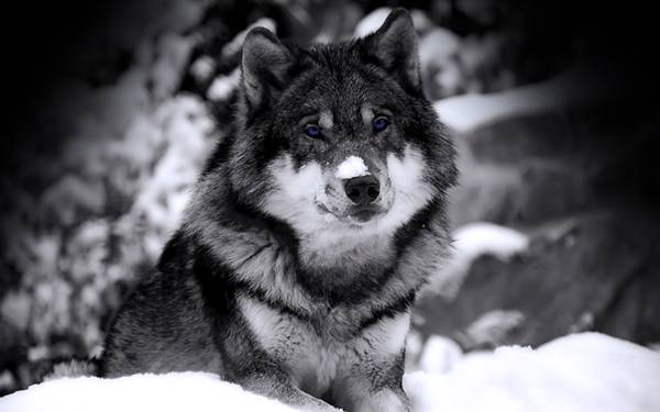 07.雪の上のハスキー犬をモノクロで撮影したクールな写真壁紙画像
