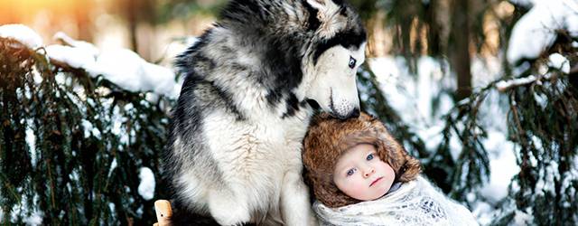 無料壁紙 シベリアンハスキー犬のかっこいいい写真画像まとめ 雪 空 草 Switchbox