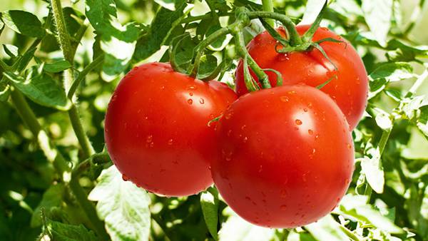 無料壁紙 新鮮なトマトの綺麗な写真画像まとめ プチトマト スープ ジュース Switchbox