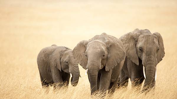 08.三匹の象の親子を撮影した綺麗な写真壁紙画像