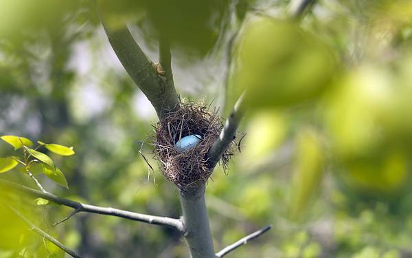 05.木の上の鳥の巣に入った卵を撮影した綺麗な写真壁紙画像