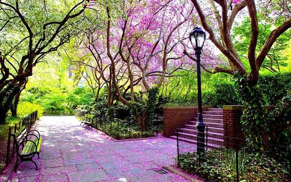 09.鮮やかなピンク色の花の咲く公園を撮影した写真壁紙画像