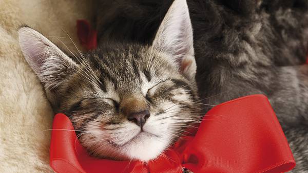 02.幸せそうな寝顔のリボンをした子猫の可愛い写真壁紙画像