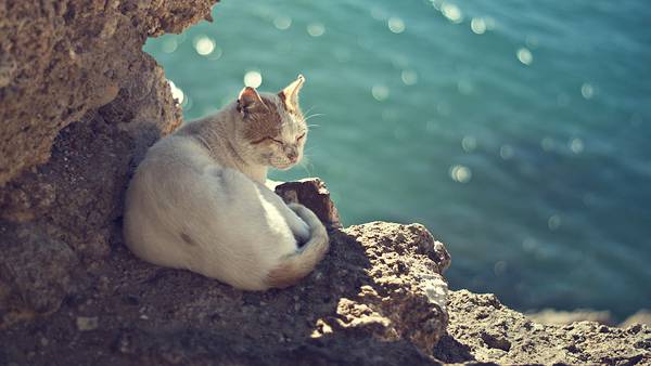 03.海のそばの岩陰で眠る猫を撮影した綺麗な写真壁紙画像