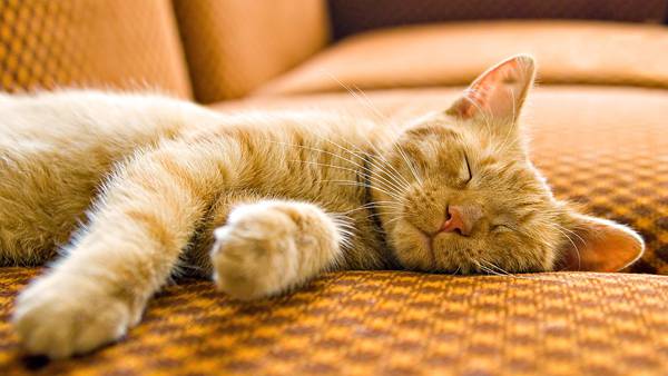 04.ソファーの上で気持ちよさそうに眠る猫の可愛い写真壁紙画像
