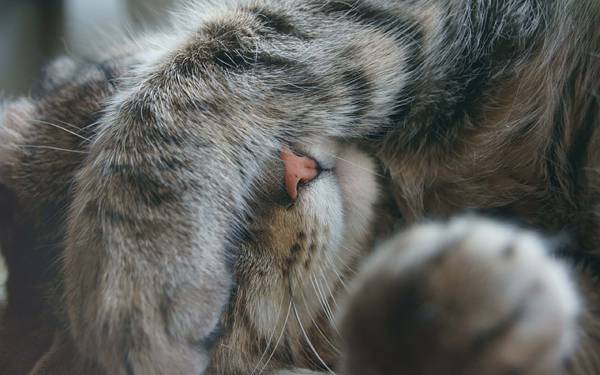 05.顔を手で隠して眠る猫の可愛い写真壁紙画像
