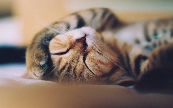 06.仰向けで眠る猫を浅い被写界深度で撮影した写真壁紙画像