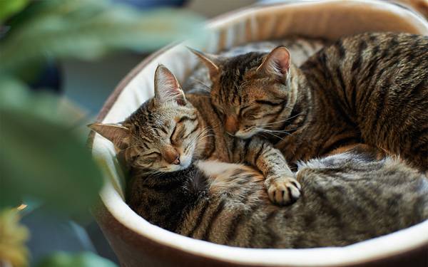 09.仲良く抱き合いながら眠る猫達の寝顔の可愛い写真壁紙画像