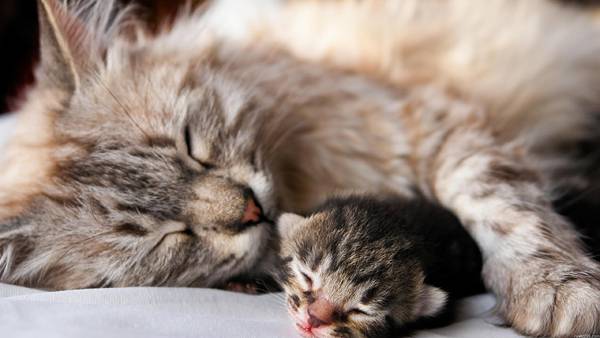 10.すやすや眠る猫の親子の寝顔を撮影した可愛い写真壁紙画像