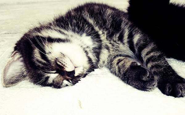 11.グッスリ眠る猫の寝顔を撮影した綺麗な写真壁紙画像