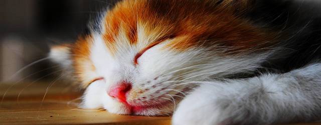 無料壁紙 猫の寝顔を撮影した可愛い写真画像まとめ ソファー ベッド 親子 Switchbox