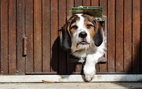 06.ペットドアから顔を出す犬の可愛い写真壁紙画像