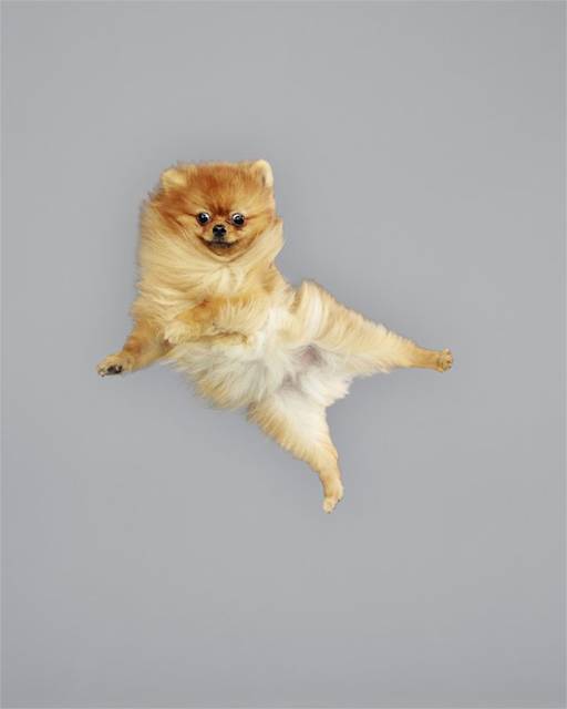 強風の中でジャンプする犬の可愛い写真シリーズ - 08