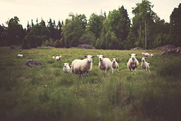Sheep By Jonas Nilsson Lee