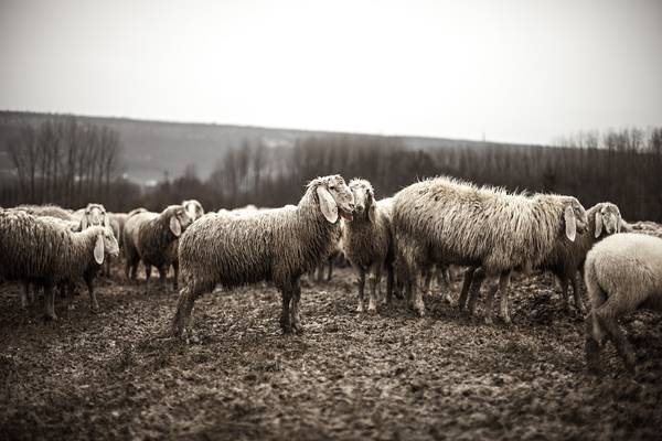 Flock Of Sheeps