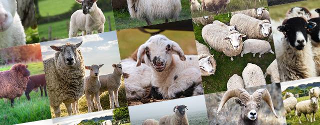 フリー写真素材 羊の可愛い画像まとめ 子羊 巻き角 牧場 羊毛 Switchbox