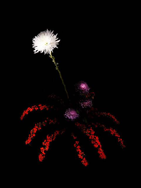 花束を夜空の花火に見立てた美しい写真作品 - 01