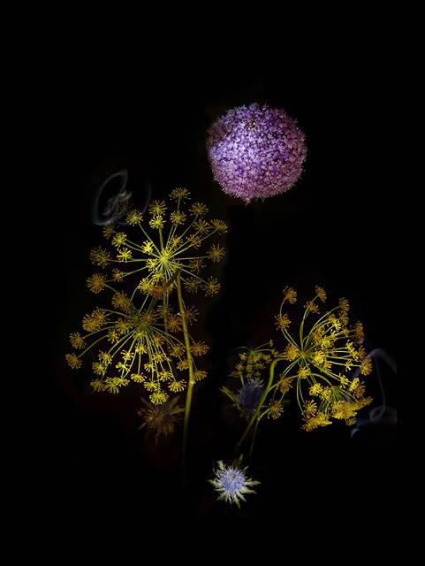 花束を夜空の花火に見立てた美しい写真作品 - 05