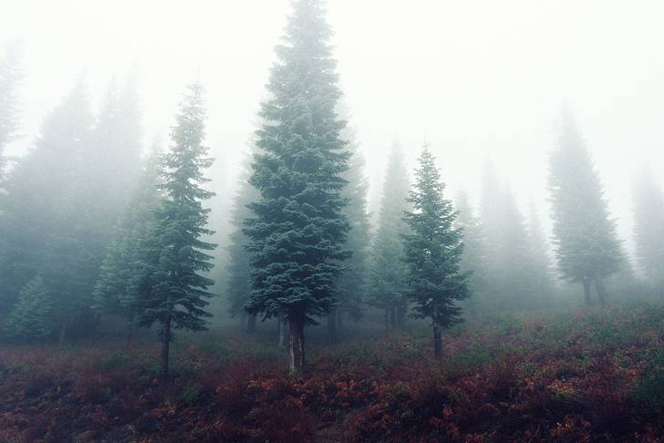 霧の森に生えた高い木々