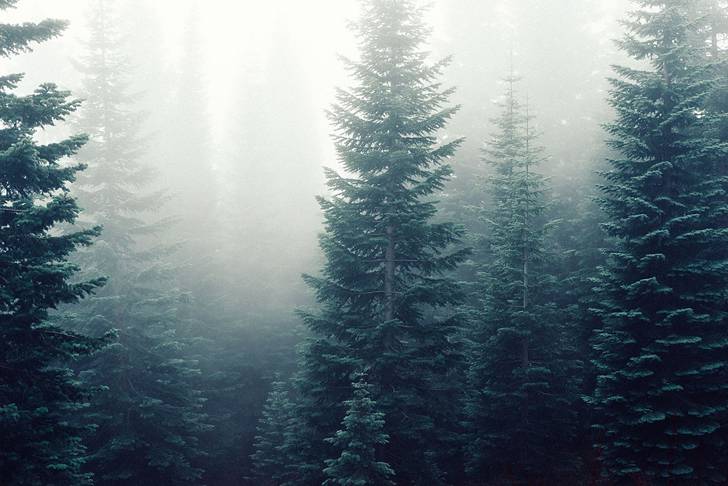 霞のかかった森の風景の画像素材