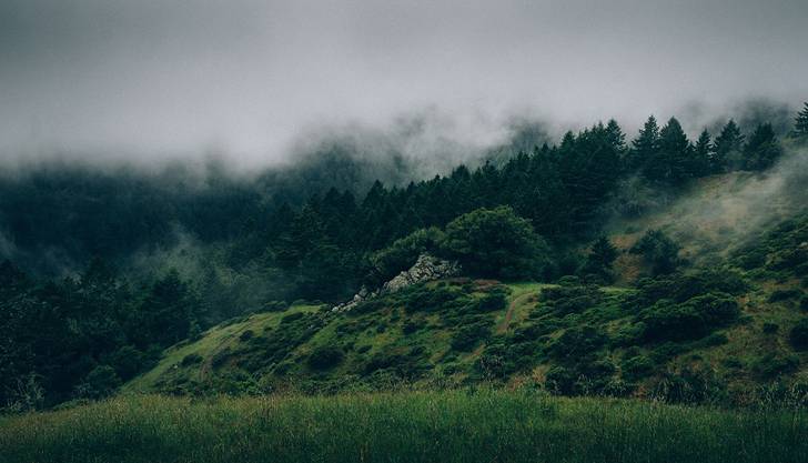 霧の立ち込める森の画像素材