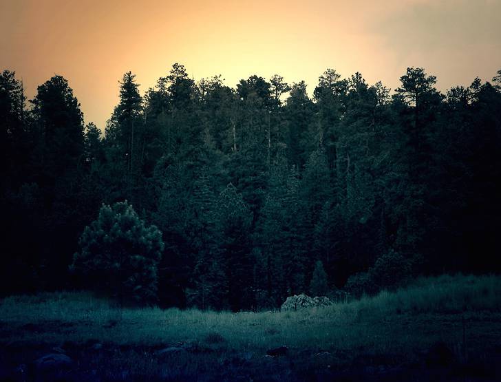 夕日の中の森の写真素材
