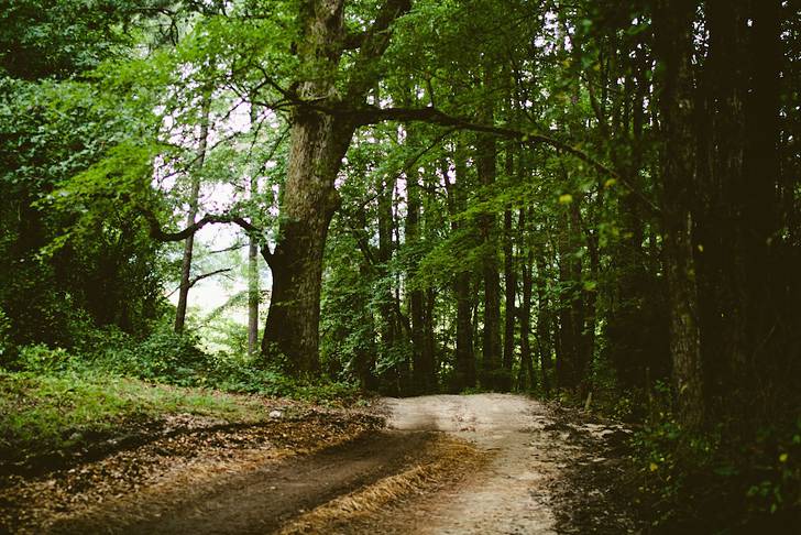 森を通る小道の画像素材