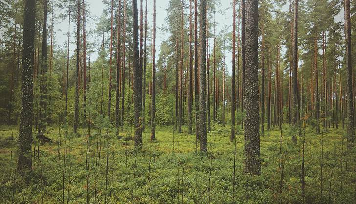 森に密生する木々