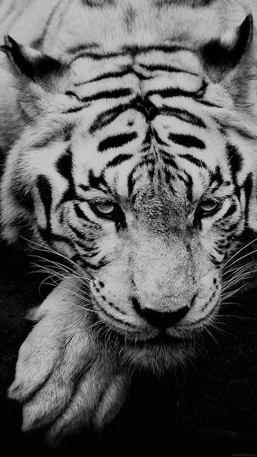 ml57-bw-dark-tiger-animal