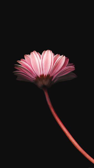 mk70-lonely-flower-dark-red-simple-minimal-nature