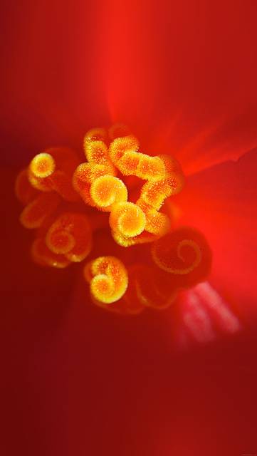 ml44-flower-red-zoom-beautiful-nature-spring