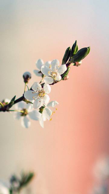 me41-spring-flower-white-delight
