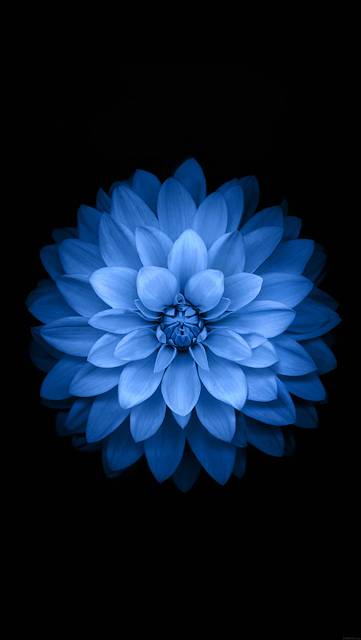 Wallpaper Iphone6 Plus Beautiful Flower 17 Switchbox