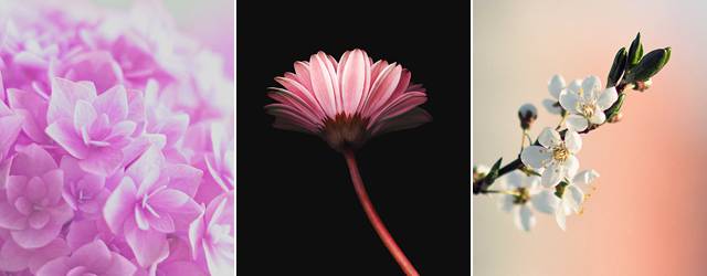 Iphone6 Plus壁紙 綺麗な花の画像まとめ 薔薇 桜 紫陽花など Switchbox