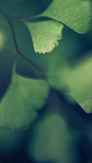 mf57-good-luck-blue-clovers-leaf-nature