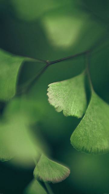 mf56-good-luck-clovers-leaf-nature